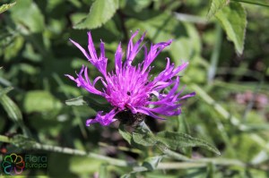 Centaurea scabiosa (4)8.jpg